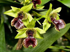 Dendrobium convolutum Latouria SPECIES