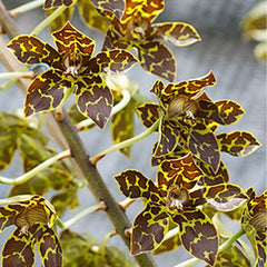 Fragrant Grammatophyllum Tiger Paw