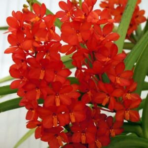 Ascocentrum Curvifolium (RED)