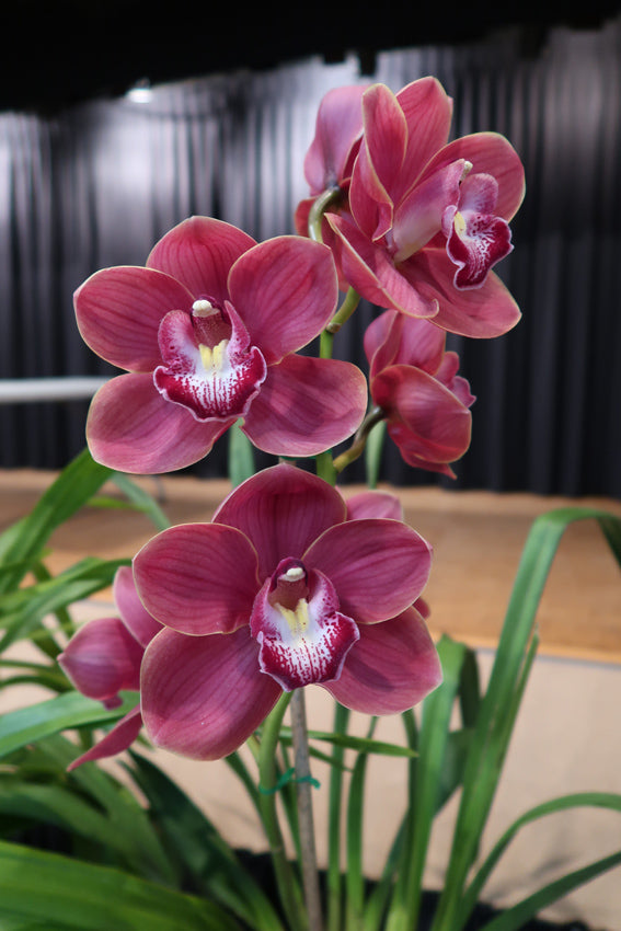 Cymbidium Lunar High 'Dural' x Cym. Regal Blaze 'Mikaela'