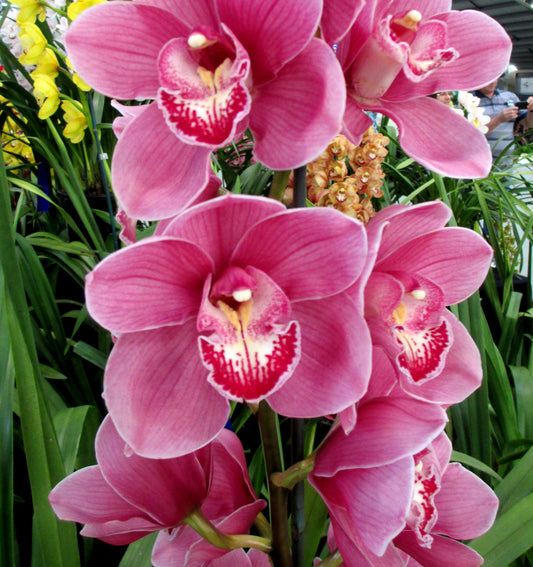 Cym. Skye Khan 'Nicole' X Cym. (Dural Flame x Dural Dream) 'Gina'