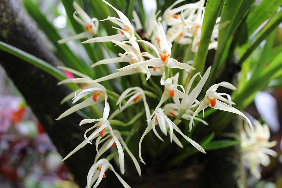 Species From Brazil ( Maxillaria Ochroleuca)