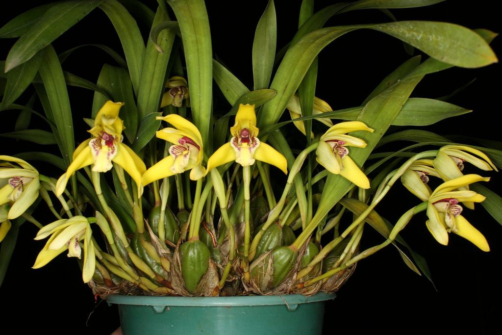 Maxillaria Porphyrostele (Fragrant Species) Main image