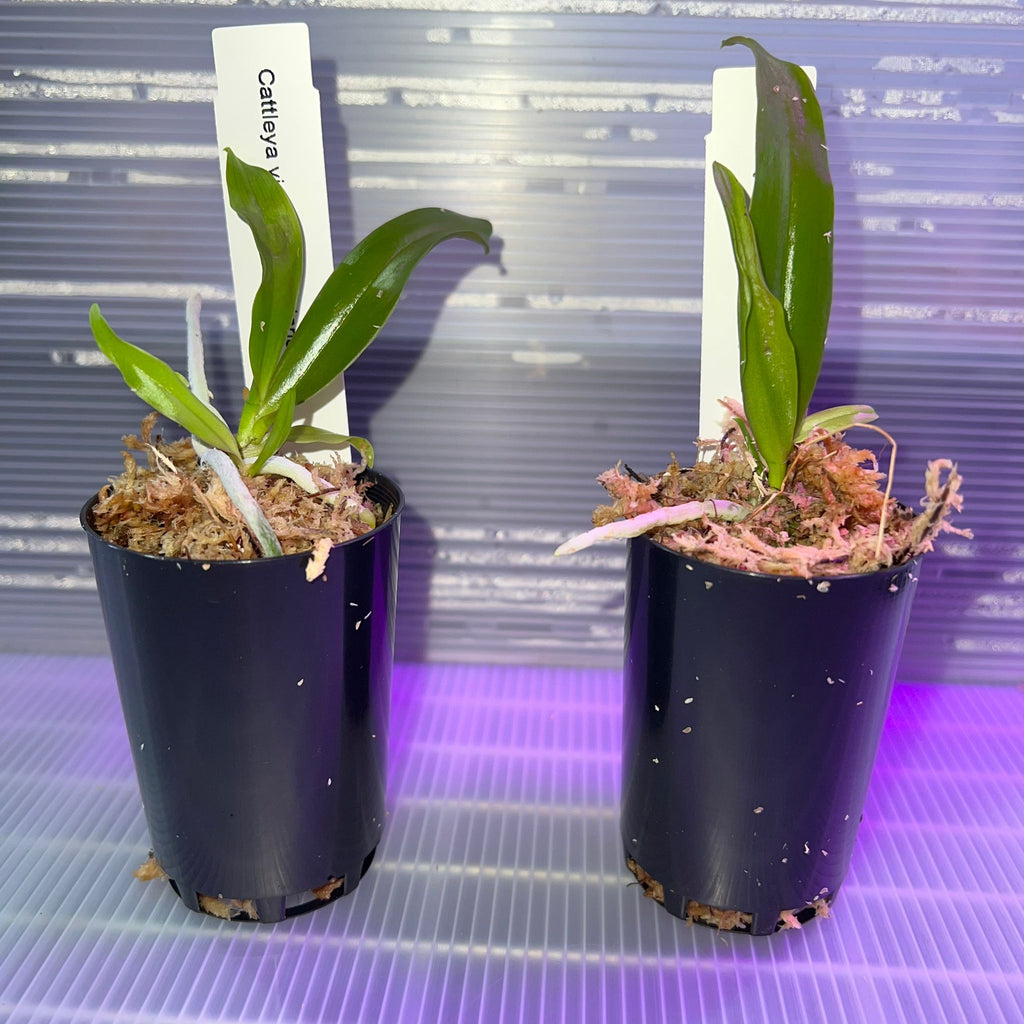 TOP - Cattleya violacea 'Big Jane' (Rare Species)