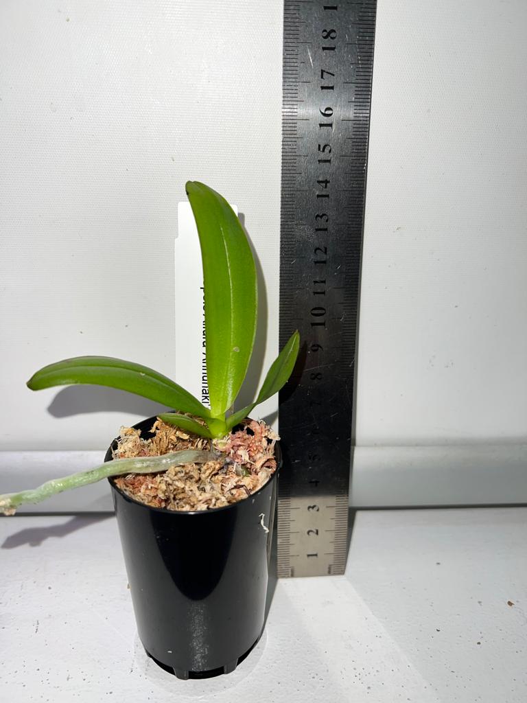 TOP - Phalaenopsis Allura 'Annunaki' (Big Lip) Secondary image