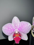 Phalaenopsis Prima Piano (IN BLOOM NOW MERICLONE)