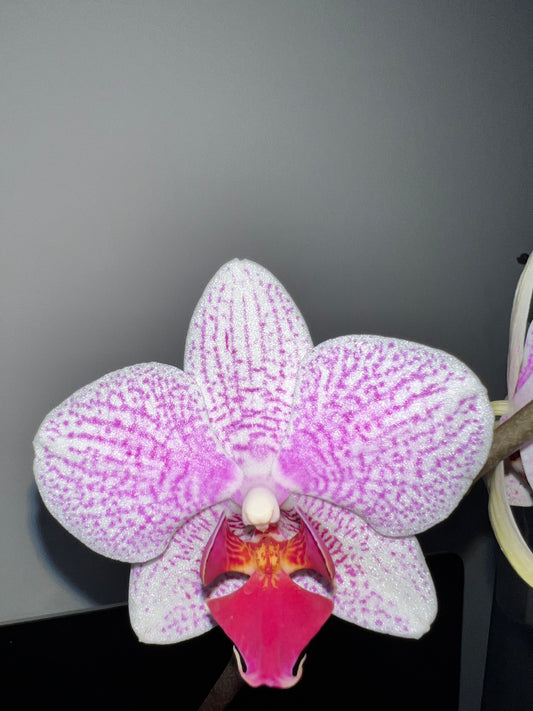 Phalaenopsis Prima Piano (IN BLOOM NOW MERICLONE)