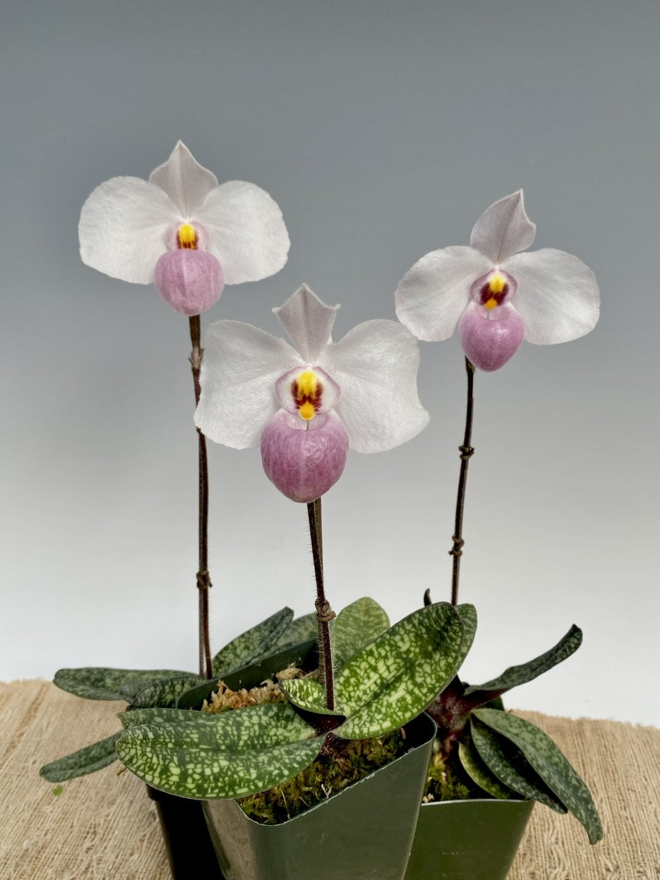 Paphiopedilum delenatii (RARE Mottled Species)