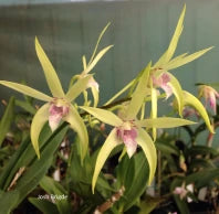 Dendrobium Alick Dockrill (Fragrant)