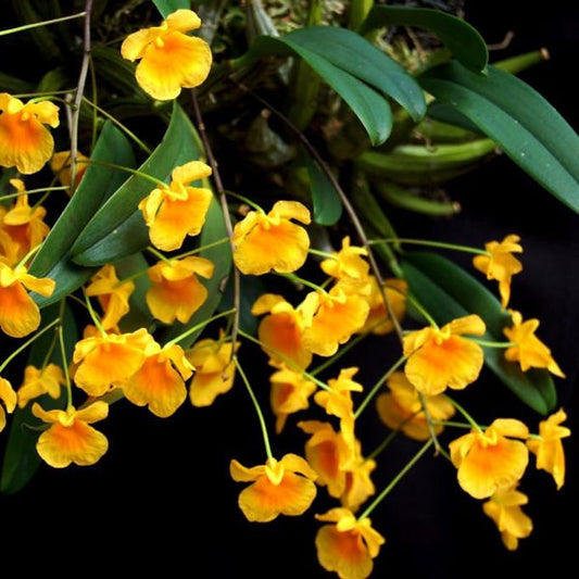 Dendrobium jenkinsii (syn. D. aggregatum var. jenkinsii)