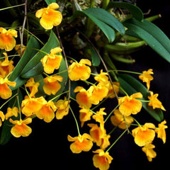 Dendrobium jenkinsii (syn. D. aggregatum var. jenkinsii)