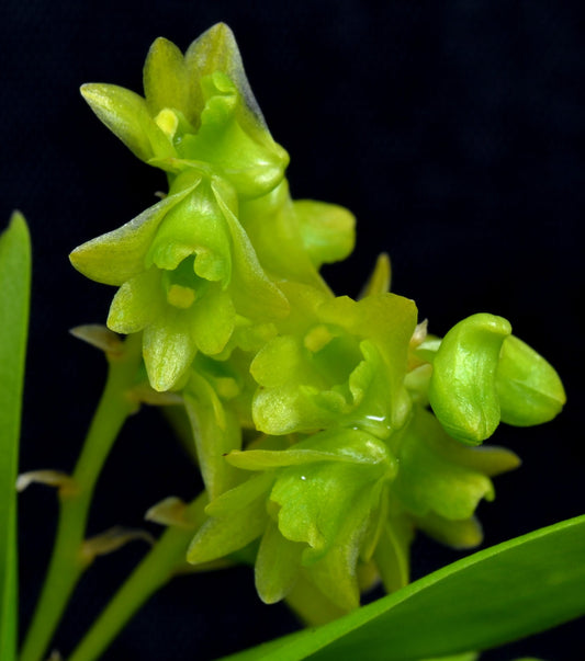 Dendrobium kanburiense (Miniature Species from Thailand)