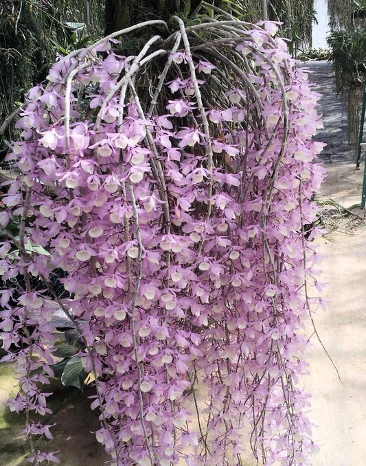 Dendrobium Loddigesi x Pierardii (Fragrant)