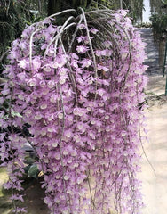 Dendrobium Loddigesi x Pierardii