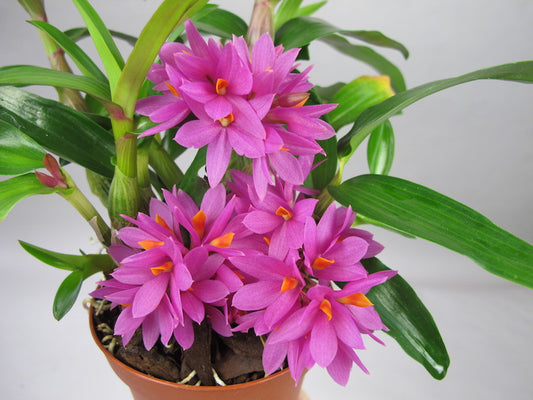 Den. Hibiki (bracteosum x laevifolium) LONG LASTING FLOWERS