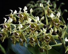 Dendrobium Macrophyllum (Fragrant Species)