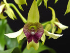 Dendrobium Roy Tokunaga x Shiraishii