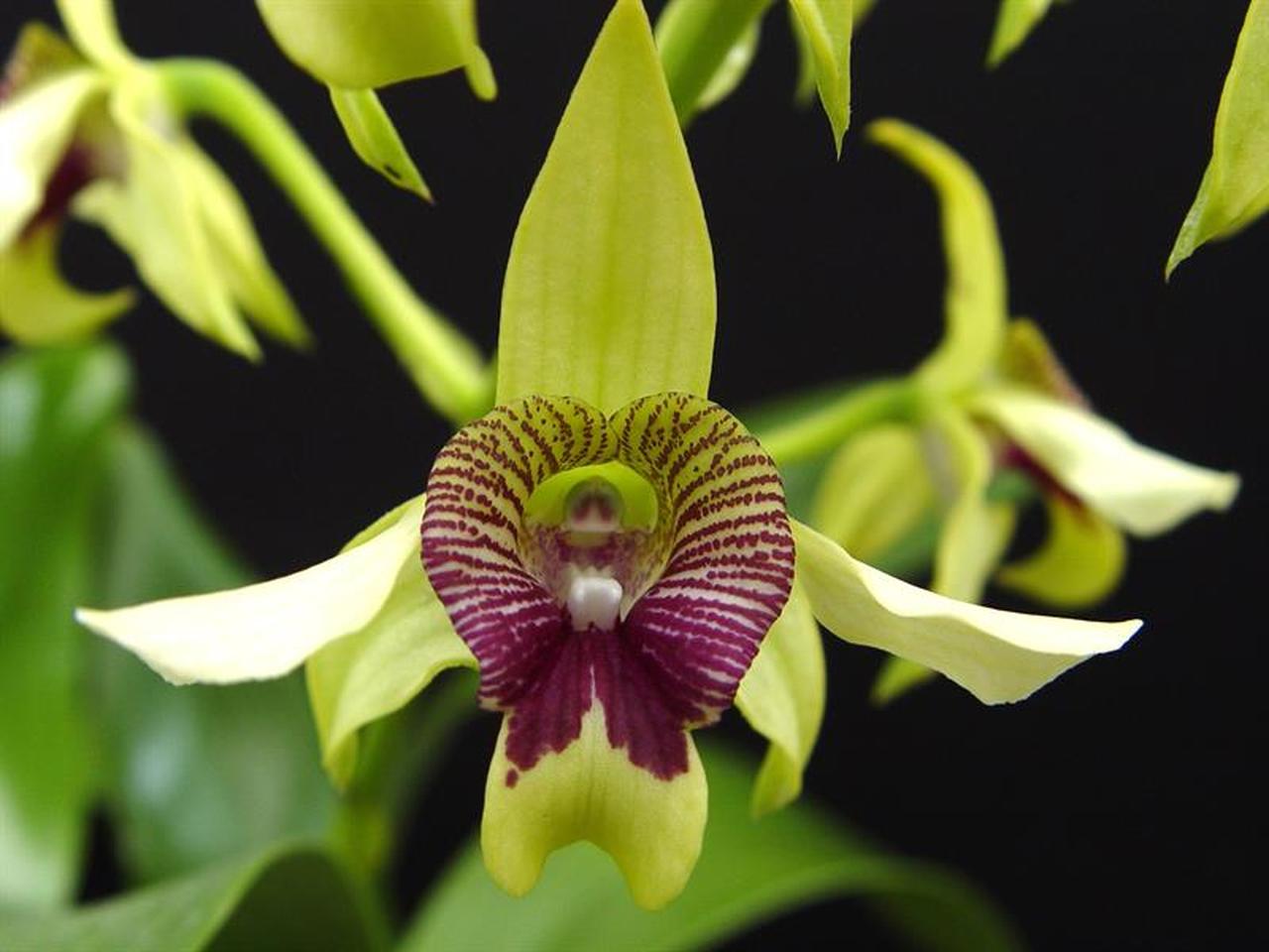 Dendrobium Roy Tokunaga x Shiraishii (11 Flowers) Main image