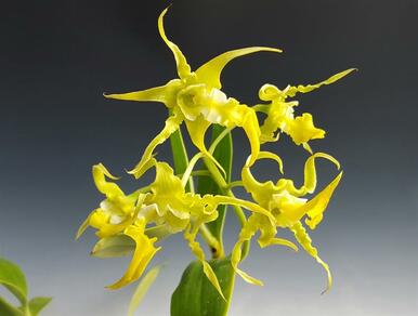 Dendrobium Spectabile fma. aurea (Extremely Rare) Main image