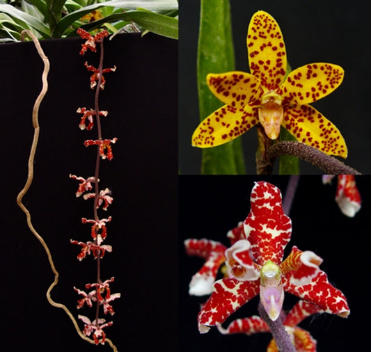 Dimorphorchis lowii (Monopodial and Fragrant) RARE SPECIES FROM BORNEO