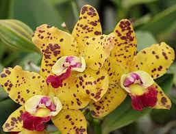 Orchid Flask ( Spotted Cattleya- C. Waianae Leopard X Jungle Gem X Ollies Folly) Secondary image