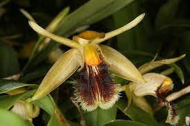 COELOGYNE FImbriata Delightful (Fragrant Species) Main image
