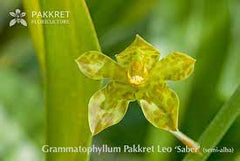 Tiger Orchid (Grammatophyllum Pakkret Leo 'Sabre')