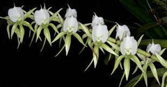 Angraecum Eburneum (Fragrant Species) IN SPIKE