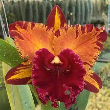 Pack of 14 Beautiful Cattleya Hybrids with FREE SHIPPING!