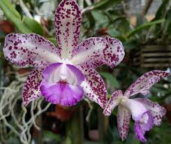 Cattleya Trick or Treat 'Jaffa' X C. Tigrina X Topaz Lullaby 'Bold & Spotty' Main image
