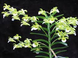 The Vietnamese Christensonia (Species)