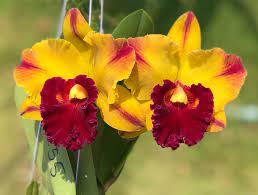 Cattleya Yingluck Smile X C. Nakornchaisri No 2 (Fragrant) Secondary image