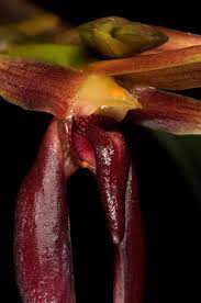 Bulbophyllum basisetum (Fragrant Species From Philippines)
