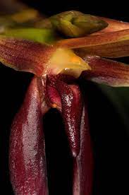 Bulbophyllum basisetum (Fragrant Species From Philippines)