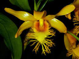 Dendrobium Brymerianum (Fragrant and Rare)