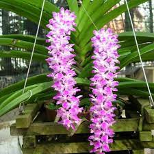 Aerides Multiflora (Highly Fragrant)