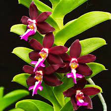 Trichoglottis atropurpurea (Fragrant Species From Phillipines)