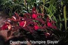 Cymbidium Deathwish 'Vampire slayer' x Cym. 'Ken Siew'