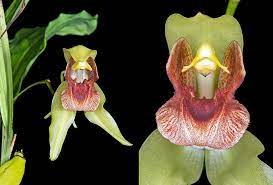 Coelogyne  Celebensis (Fragrant Species)