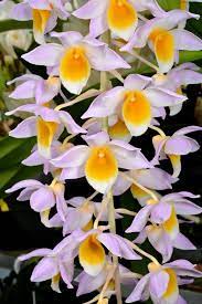 Den. Floralia X Den. Griffithianum Fragrant