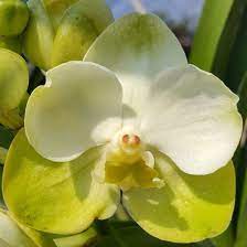 Vanda Sanderiana X Thananchai X Somsri Gold (BLOOMING SIZE)