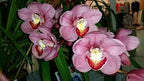 Cym. Skye Khan 'Nicole' X Cym. (Dural Flame x Dural Dream) 'Gina'