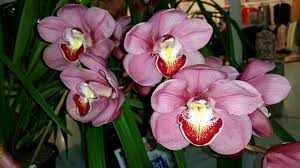Cym. Skye Khan 'Nicole' X Cym. (Dural Flame x Dural Dream) 'Gina'
