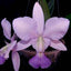 Cattleya Walkeriana Var. Coerulea