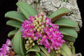 Schoenorchis Fragrans 4N (Tetraploid)