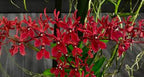 Renanthera Kalsom (Renanthera philippinensis × Renanthera storiei)