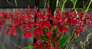 Renanthera Kalsom (Renanthera philippinensis × Renanthera storiei)