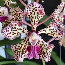 Vanda Tricolor (Fragrant)