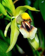 Coelogyne fragrans