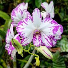 Den. Enobi Purple 'Splash' (Variegated Hybrid)